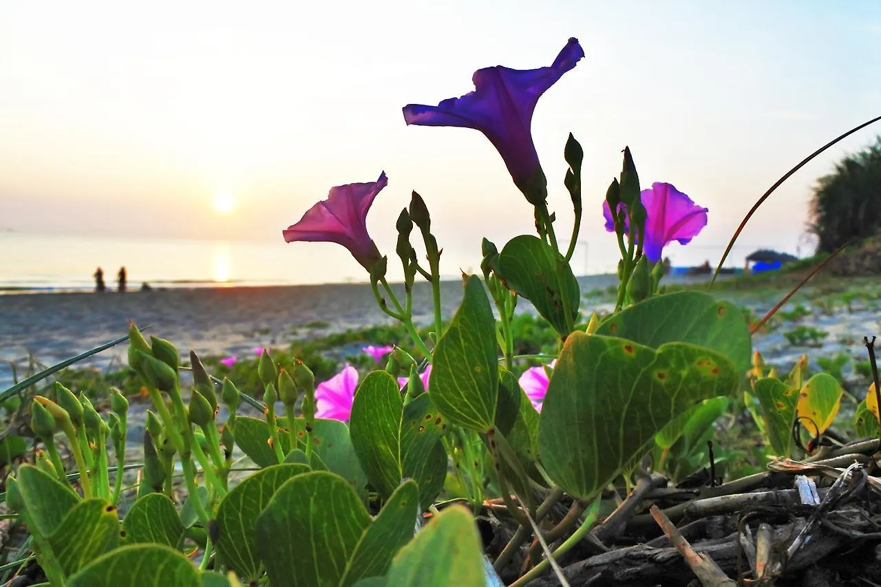 Anbang Morning Glory Beach Homestay 호이안 안방비치 숙소호텔 Vietnam