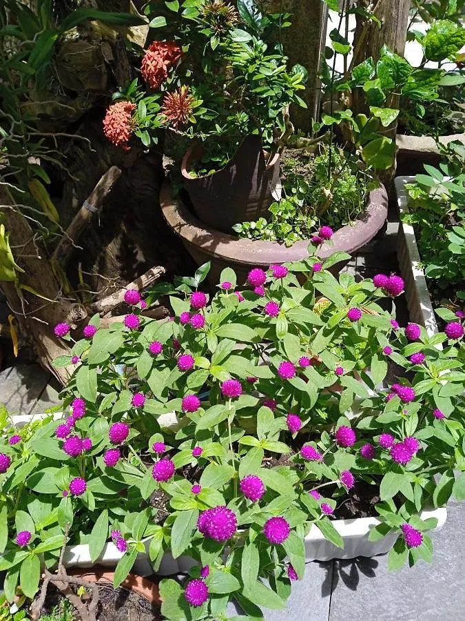 Anbang Morning Glory Beach Homestay 호이안 안방비치 숙소호텔 Vietnam