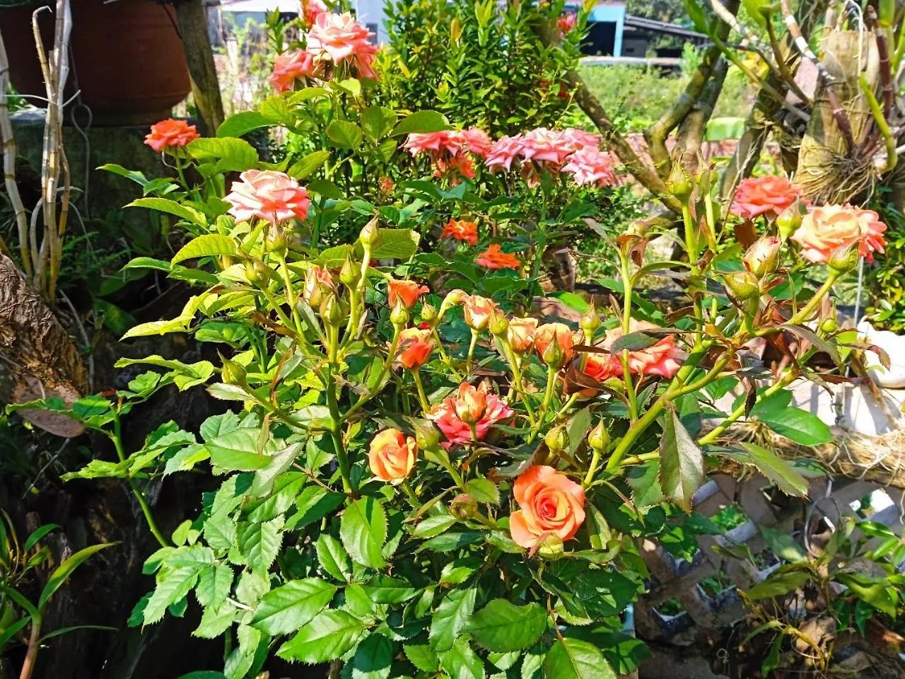 Anbang Morning Glory Beach Homestay 호이안 안방비치 숙소호텔  Hội An