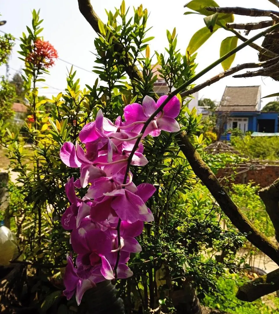 Anbang Morning Glory Beach Homestay 호이안 안방비치 숙소호텔
